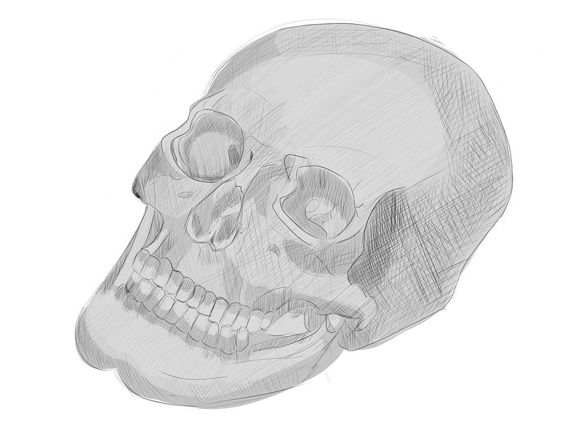 skull anatomy and persepctive 3