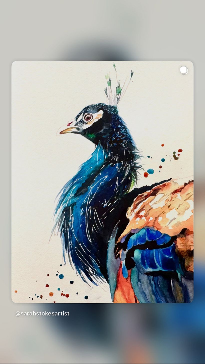 Watercolour peacock … free process video coming soon!  1