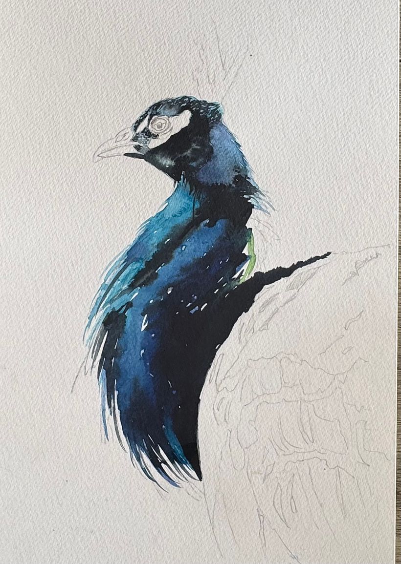 Watercolour peacock … free process video coming soon!  1