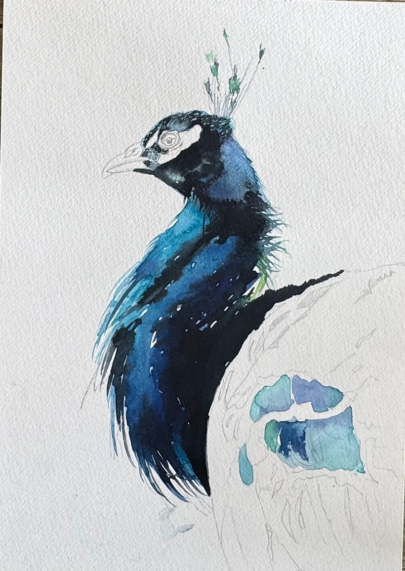 Watercolour peacock … free process video coming soon!  2