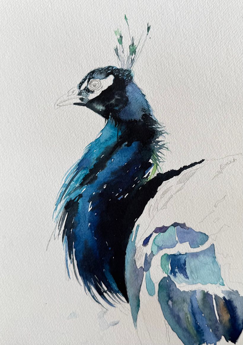 Watercolour peacock … free process video coming soon!  3