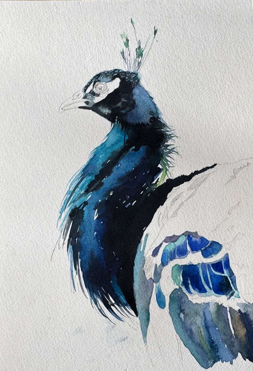 Watercolour peacock … free process video coming soon!  4