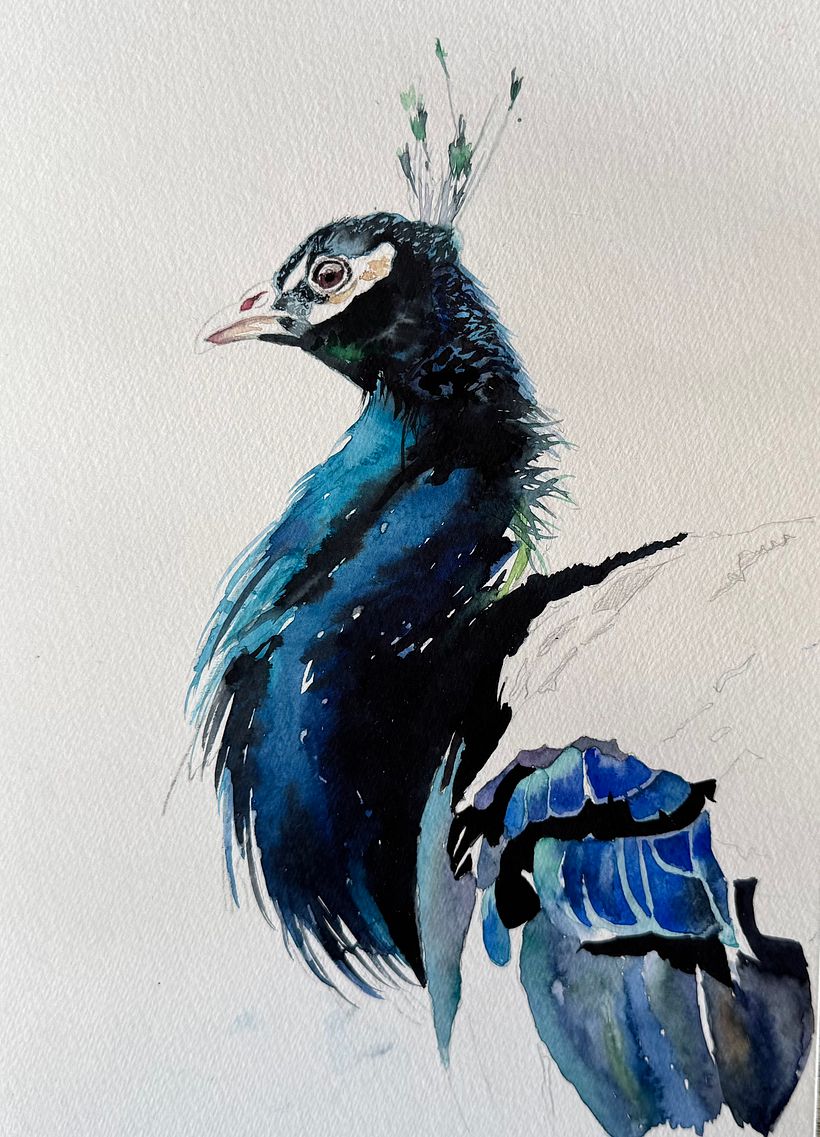 Watercolour peacock … free process video coming soon!  5