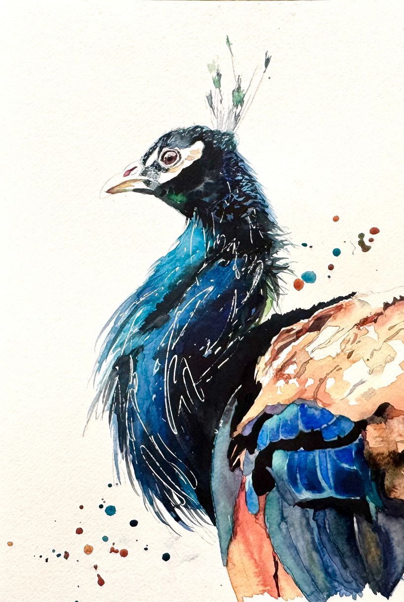 Watercolour peacock … free process video coming soon!  1