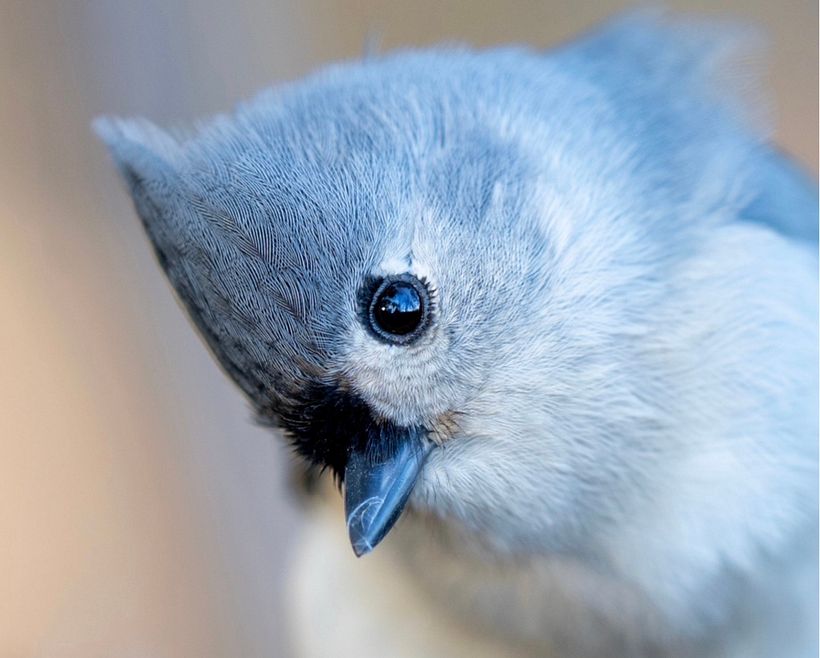 Expressive watercolour painting of a tufted titmouse  1
