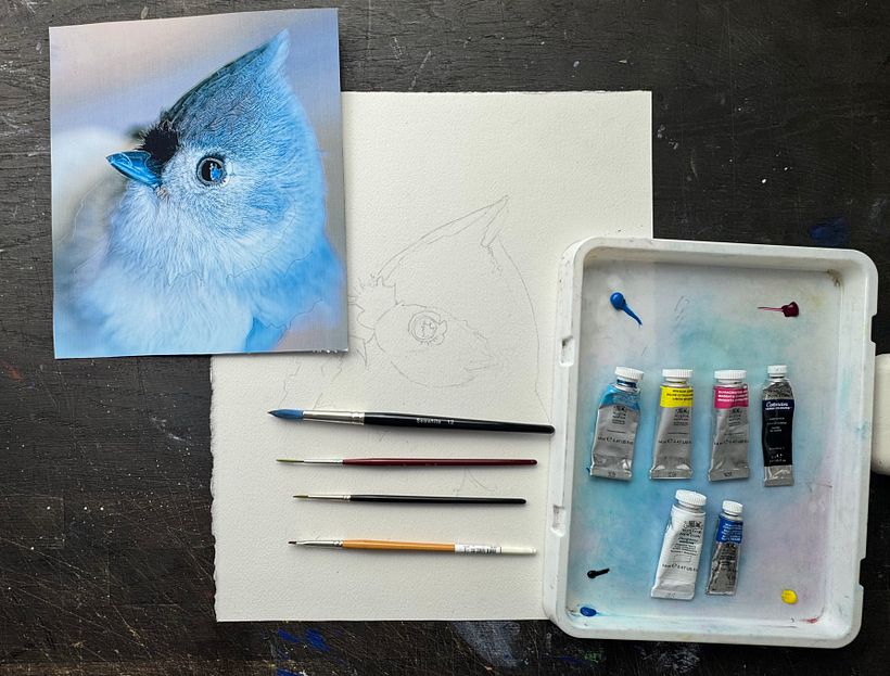 Expressive watercolour painting of a tufted titmouse  1