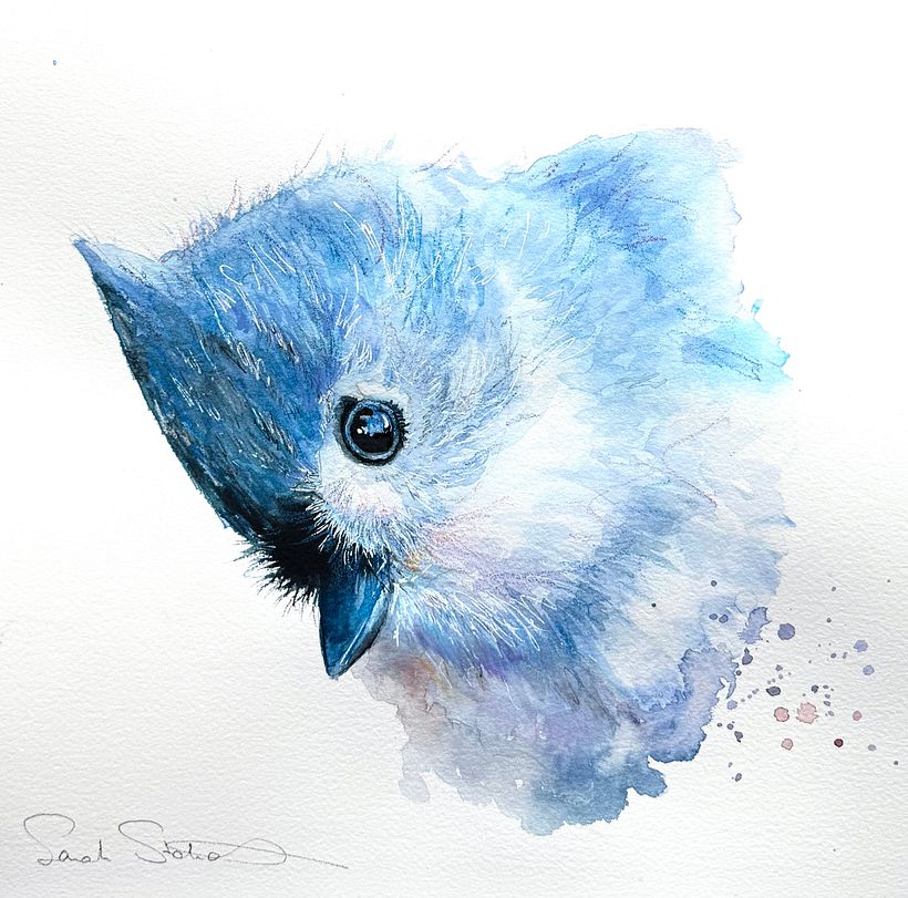 Expressive watercolour painting of a tufted titmouse  1