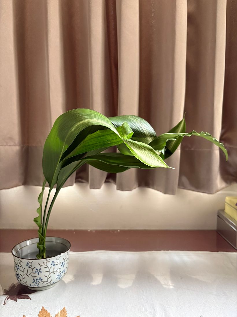The Brave Cut – A Study in Modern Leaf Manipulation 1