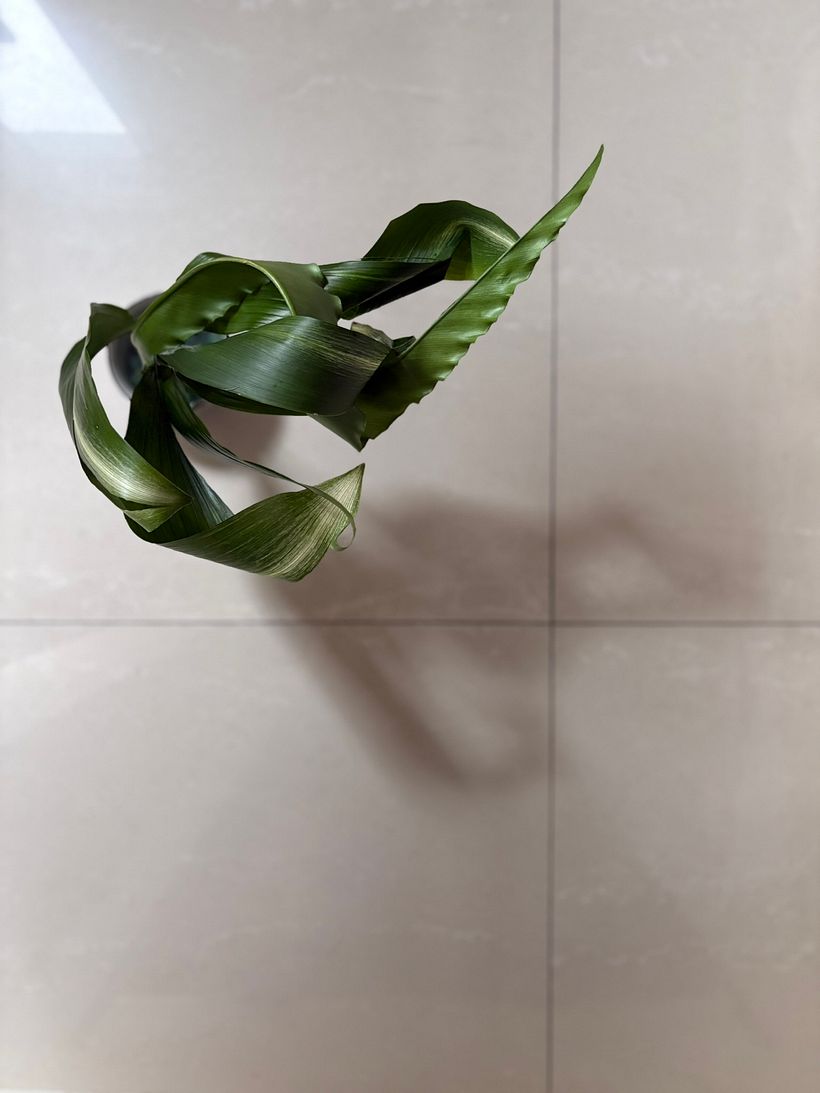 The Brave Cut – A Study in Modern Leaf Manipulation 1