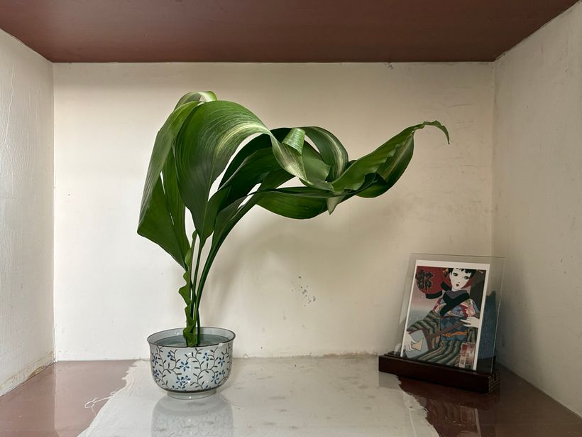 The Brave Cut – A Study in Modern Leaf Manipulation 1