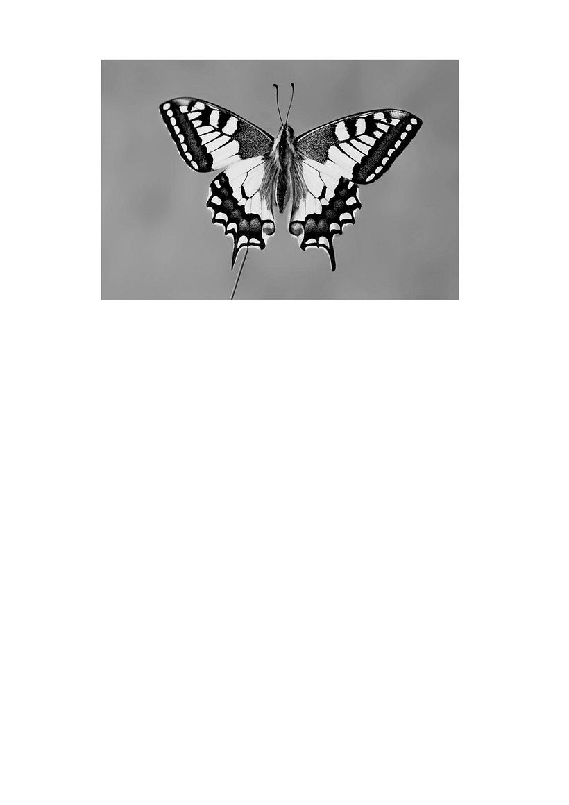 Tatuaje mariposa 1