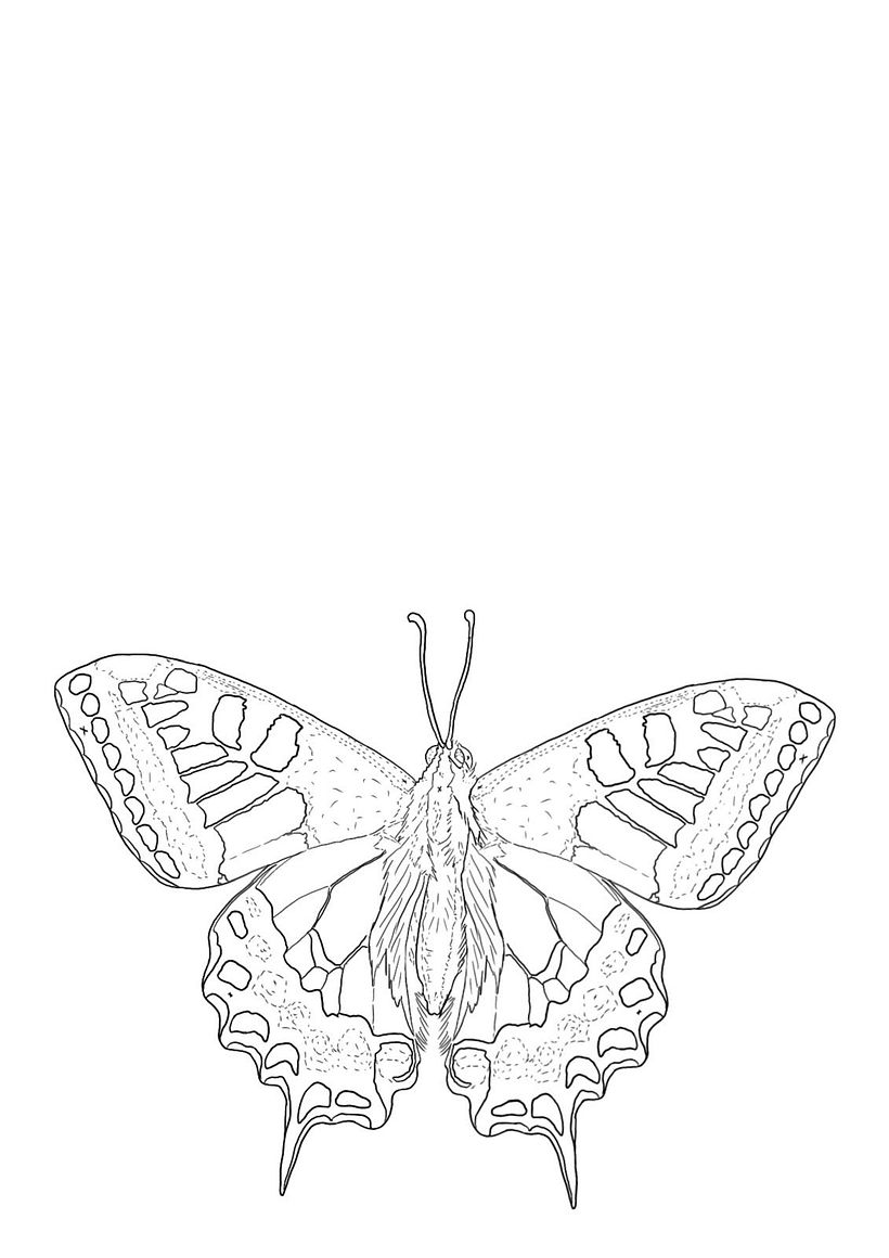 Tatuaje mariposa 1