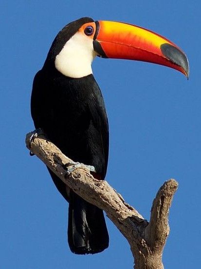 Tucano-toco em pintura de agulha 1